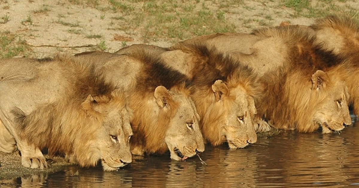 Brothers in Blood The Lions of Sabi Sand Humo The Wild Site