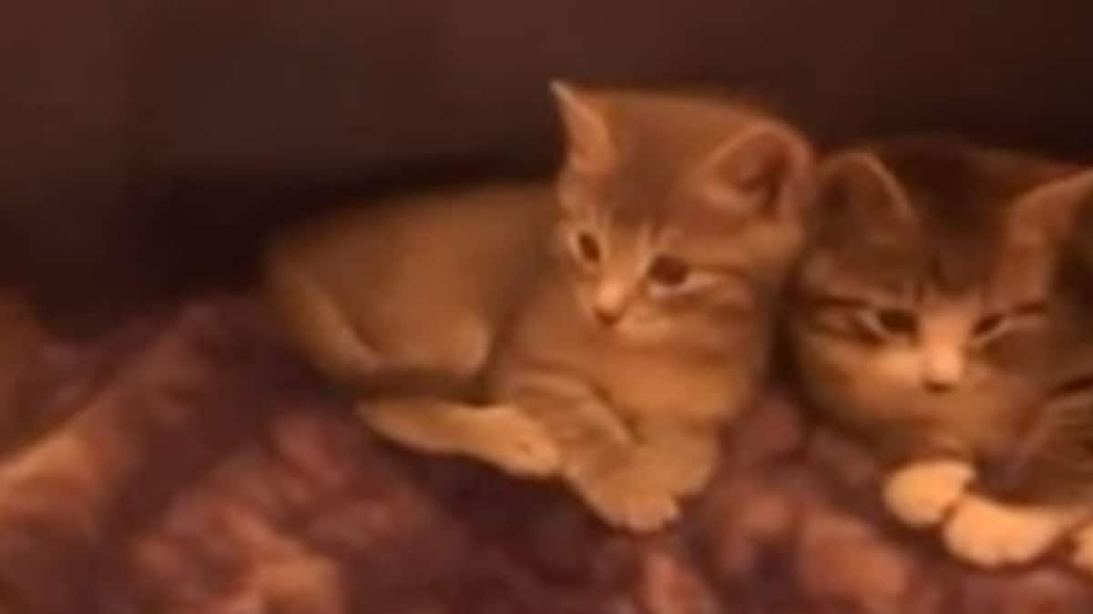 Katt Menneskelige Tenner Dierenpension 't Heike
