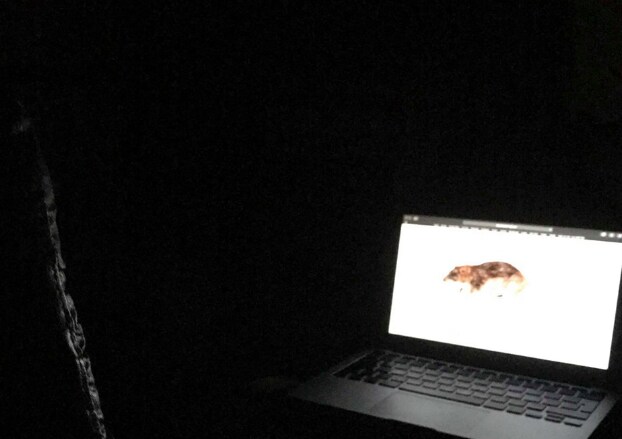 Er zit een rat in uw computer: ‘Geen enkel mondmasker biedt bescherming ...