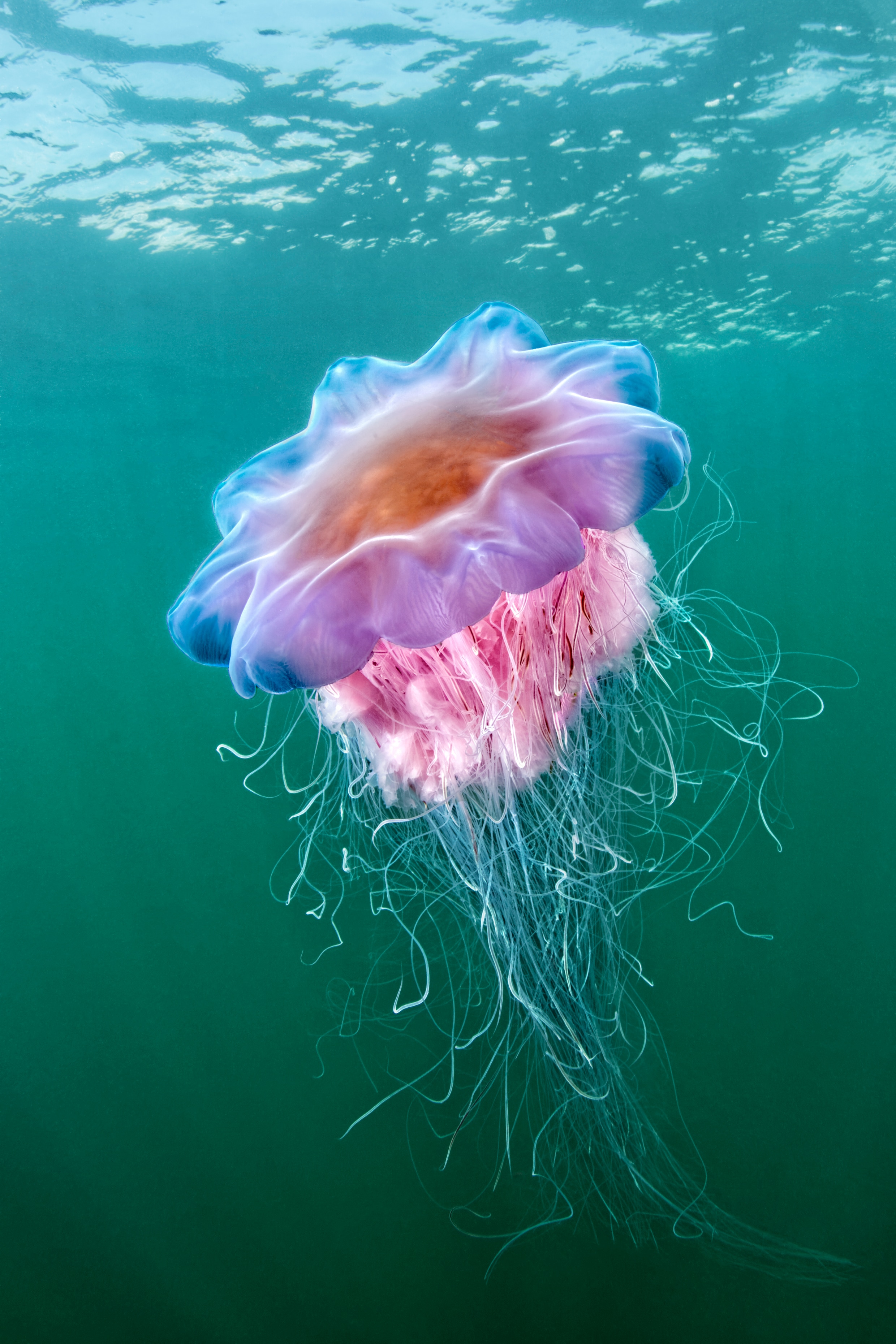Eindelijk een natuurdocumentaire over ‘De wilde Noordzee’: ‘Daar lagen ...