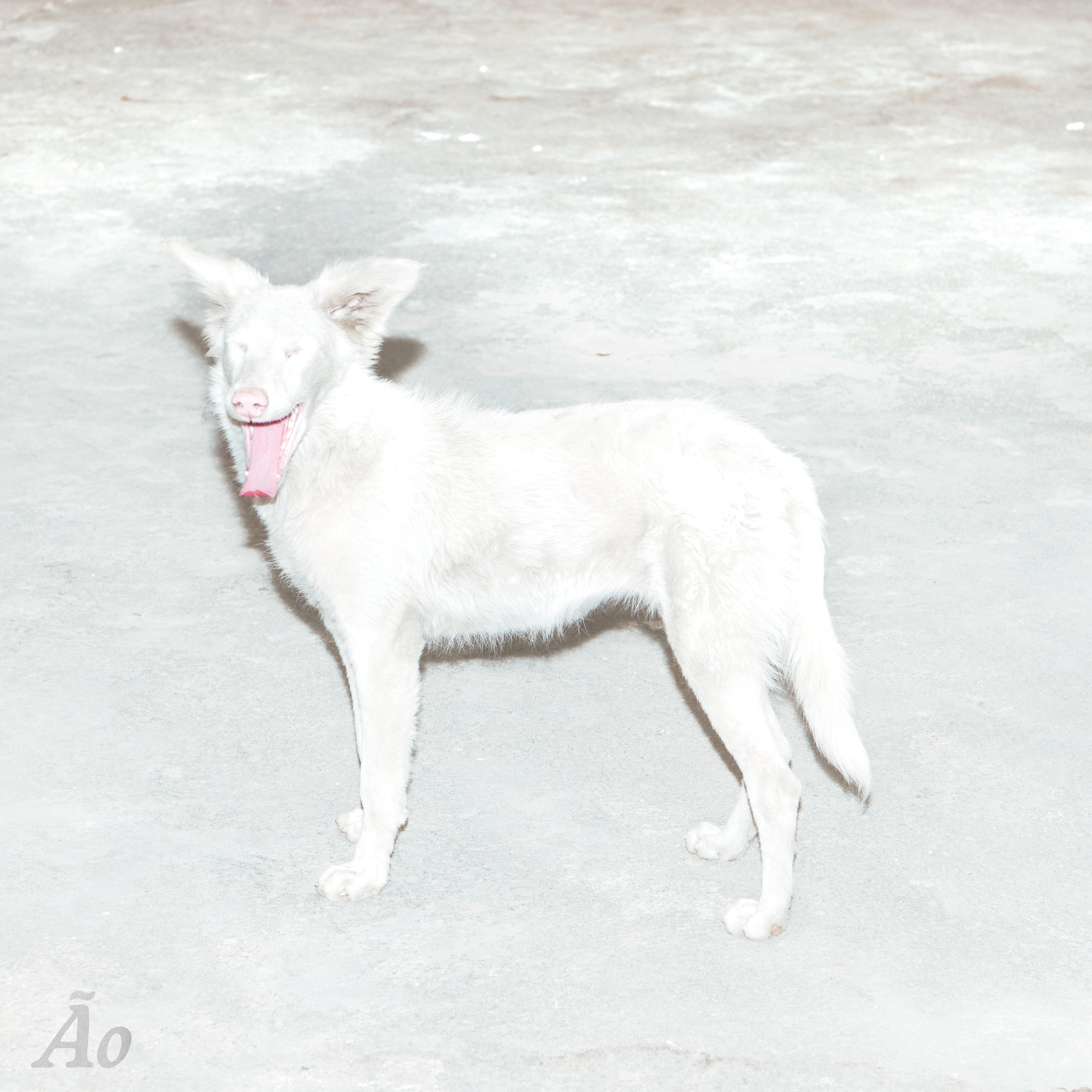 Ão: ‘Malandra’ | Humo: The Wild Site